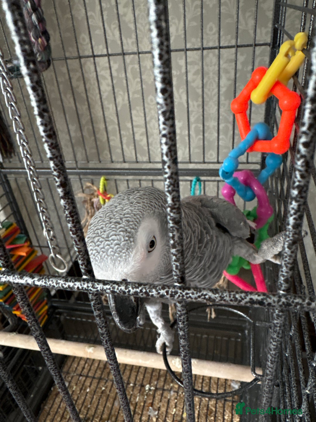 Parrots birds for sale: Charlie the African grey  - Image 2