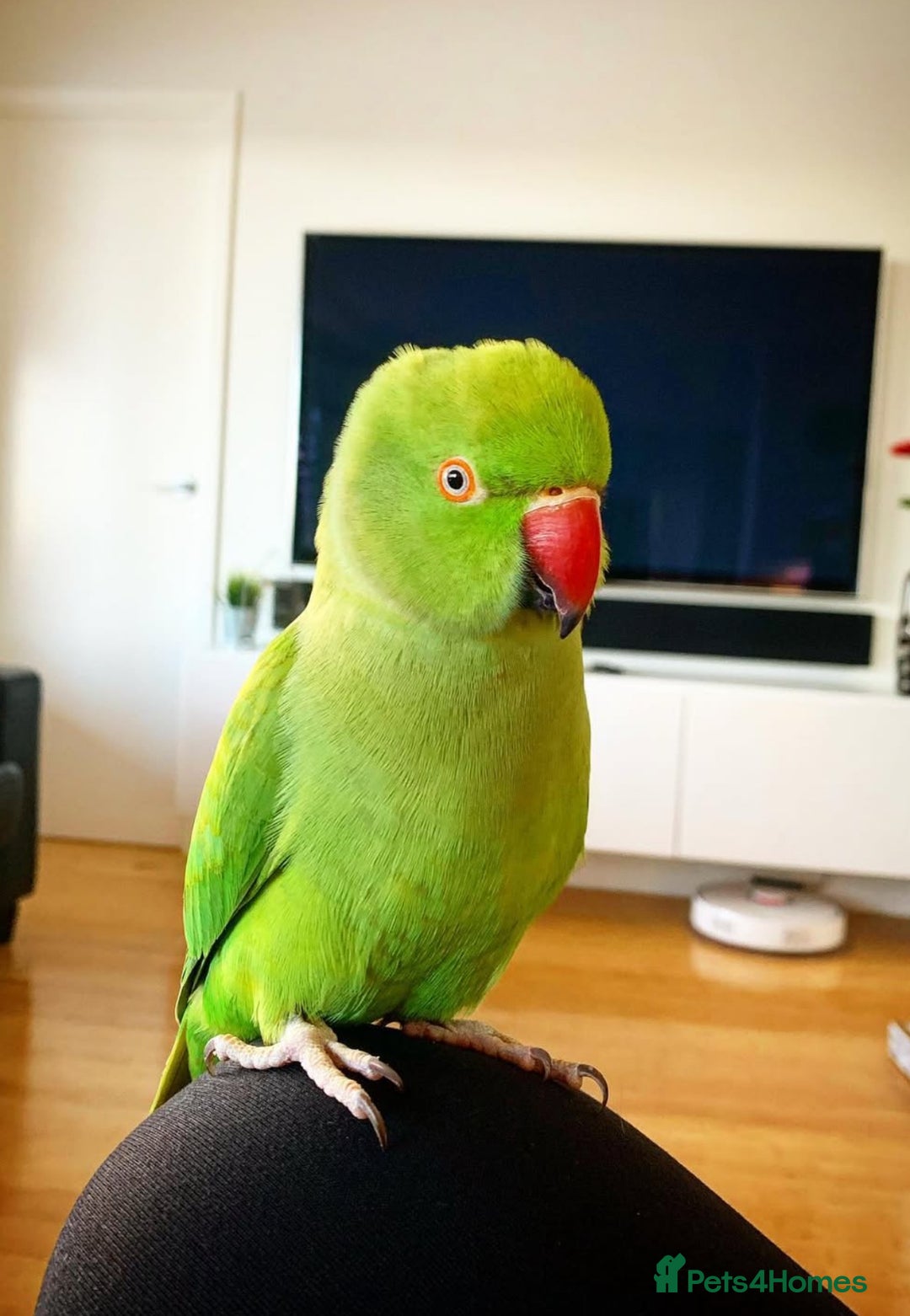 Parrots birds for sale: Baby ring neck talking parrot  - Advert 1