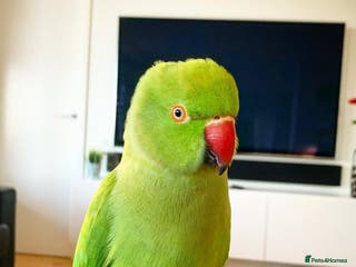 Parrots birds Baby ring neck talking parrot - Advert 3