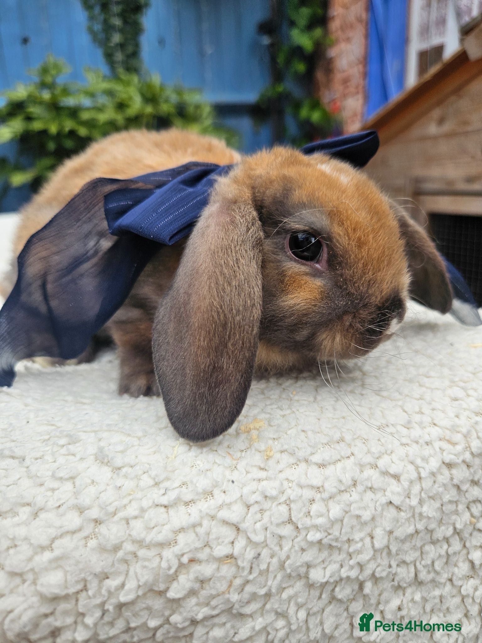 Mini Lop rabbits Purebred Mini Plush Lops- Suffolk - Advert 1