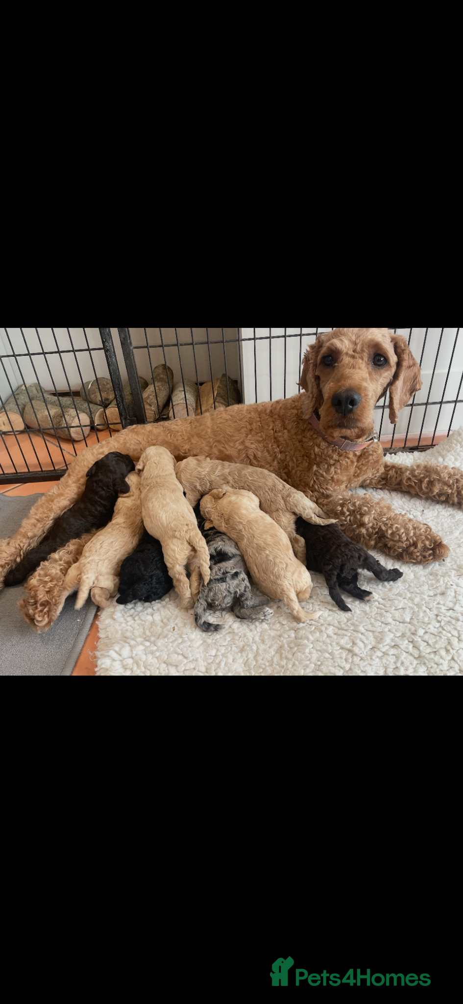 Cockapoo dogs for sale: Cockapoo f2 gorgeous puppies  - Advert 1