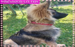 German Shepherd dogs for sale: 7  beautiful german shephered pups  - Image 30