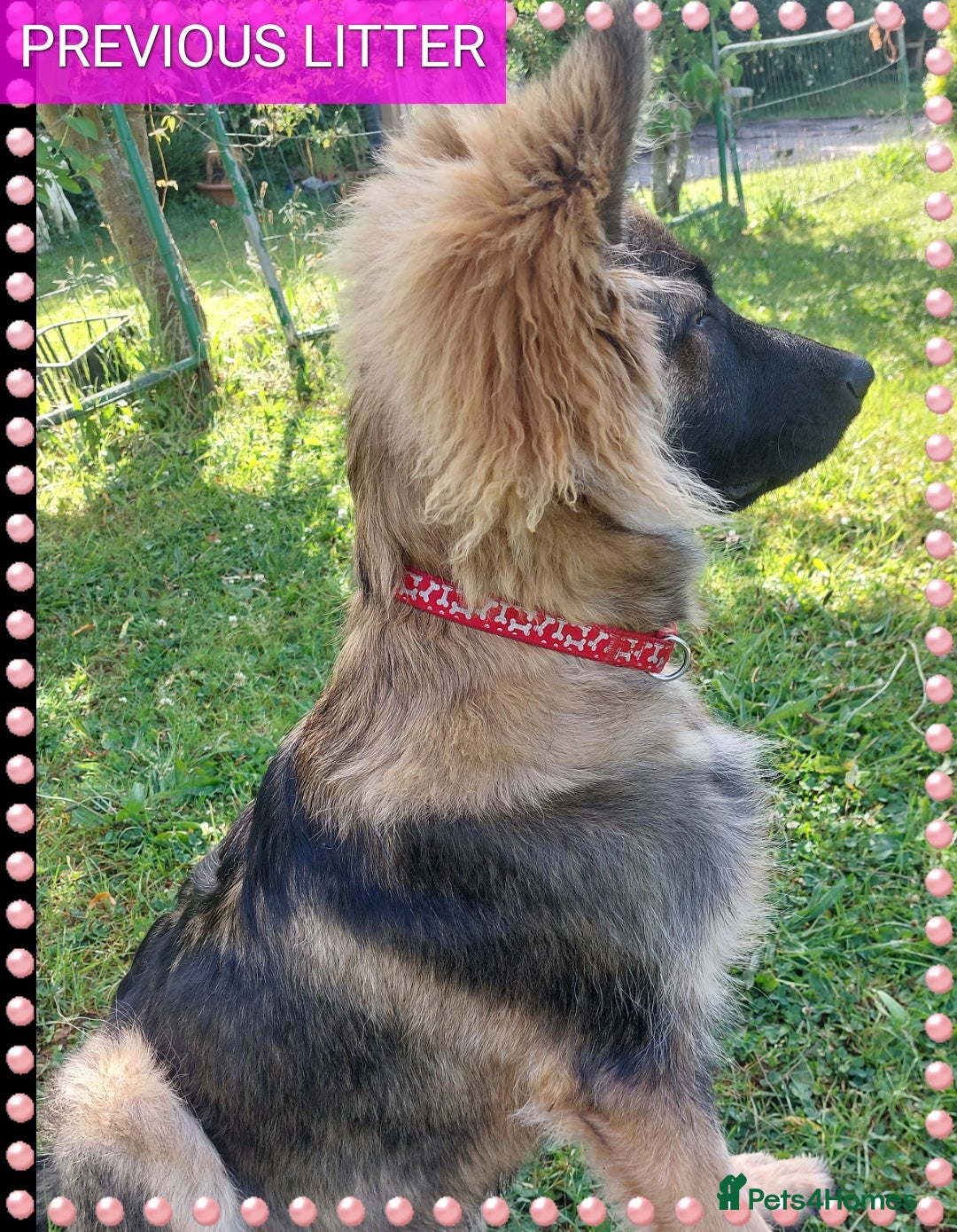 German Shepherd dogs for sale: 7  beautiful german shephered pups  - Image 30