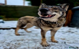 Saarloos Wolfdog dogs for sale: Sarloos wolfdog - Image 3