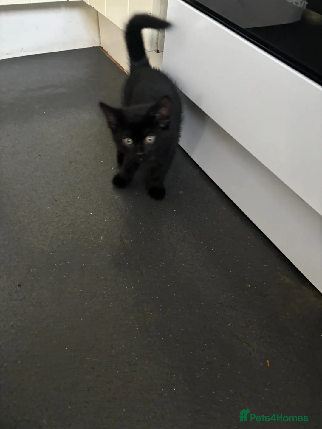 Domestic Shorthair cats for sale: 2 female kittens. - Advert 2