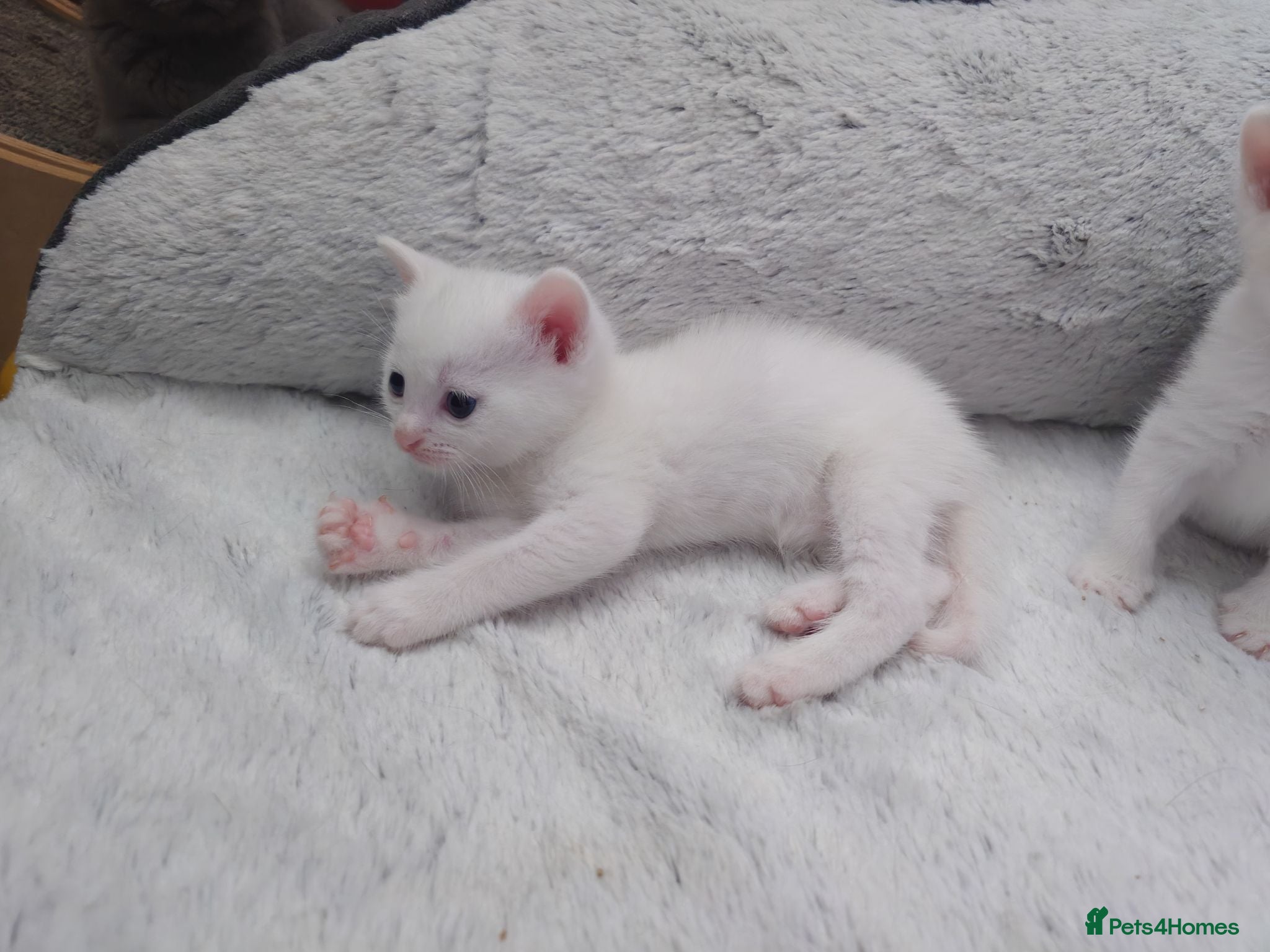 Mixed Breed cats British shorthair mixed kittens.  - Advert 2