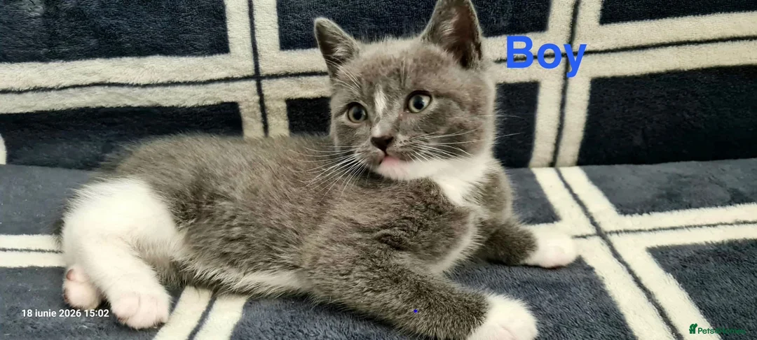 Mixed Breed cats for sale: 6 Beautiful Kittens  - Advert 1