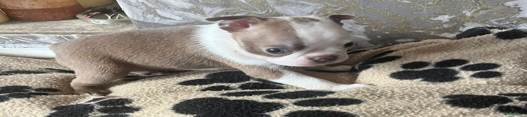 Boston Terrier Puppy 4