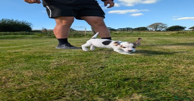 Beagle dogs - Advert 11