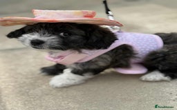 Bichon Frise dogs for sale: Bishon frise  - Image 8
