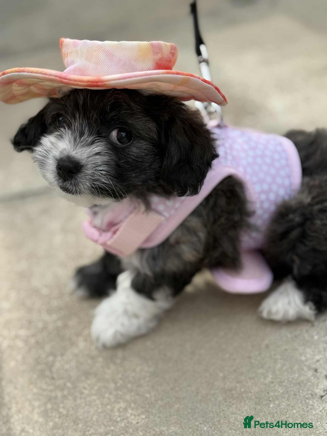 Bichon Frise dogs for sale: Bishon frise  - Image 8