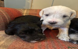 Schnoodle dogs for sale: Beautiful Schnoodle Puppies KC Reg Parents!!  - Image 6