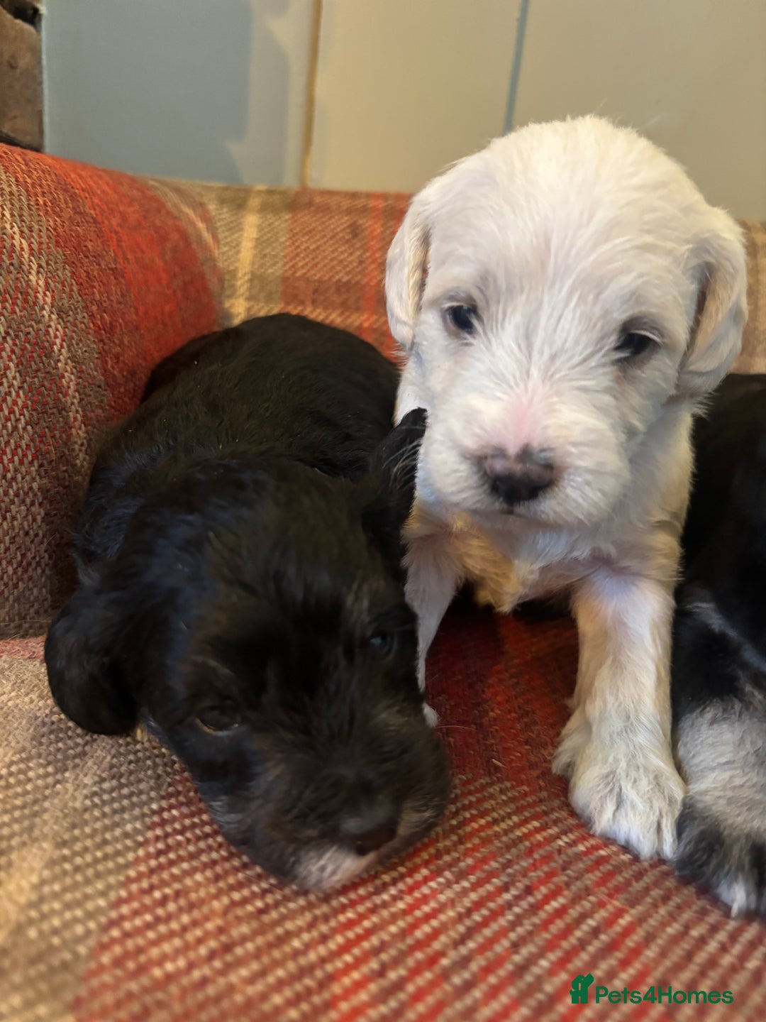Schnoodle dogs for sale: Beautiful Schnoodle Puppies KC Reg Parents!!  - Image 6