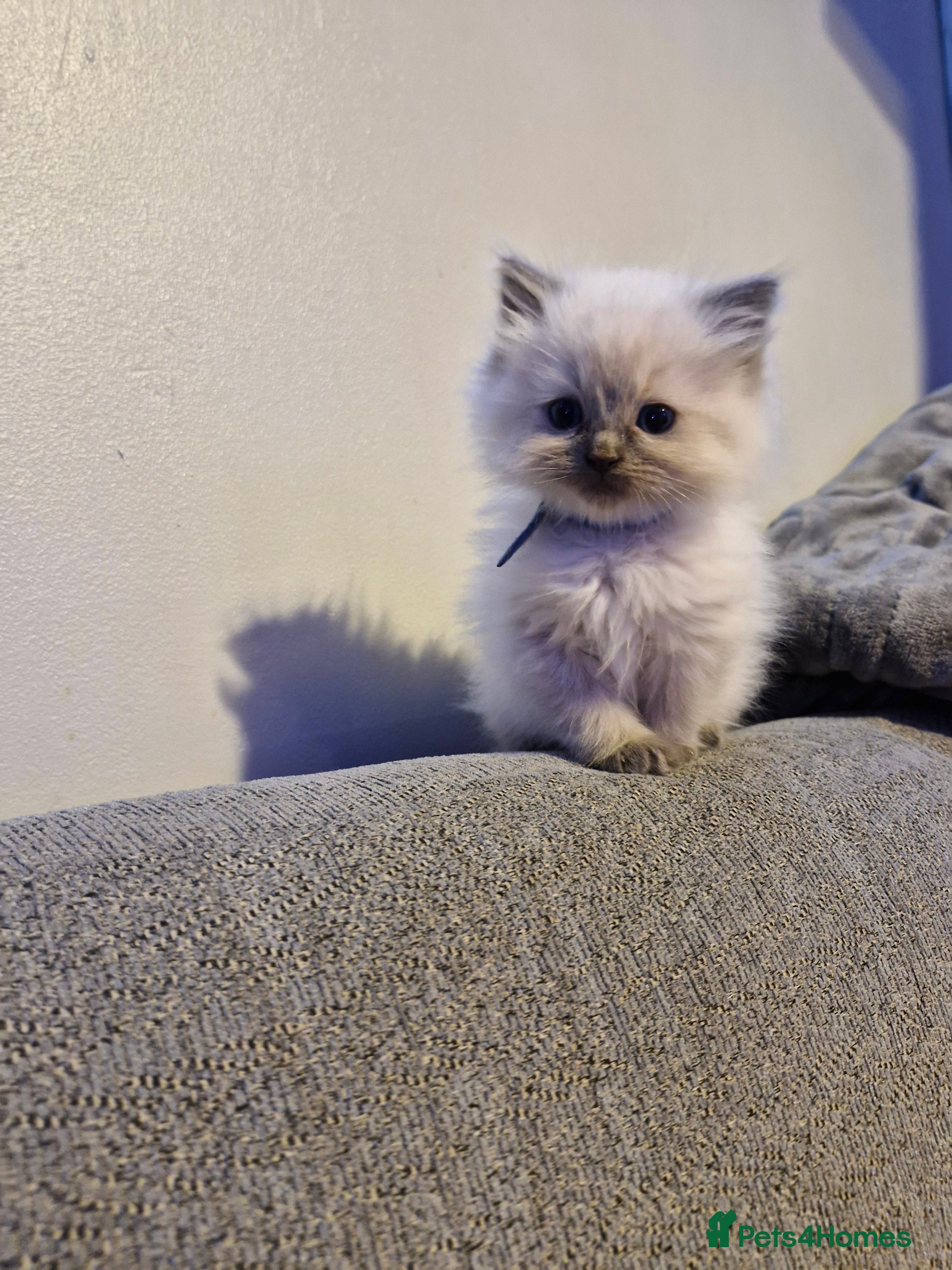 Ragdoll cats Lovely ragdoll baby's  - Advert 1