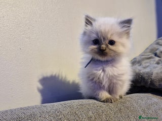 Ragdoll cats Lovely ragdoll baby's - Advert 1