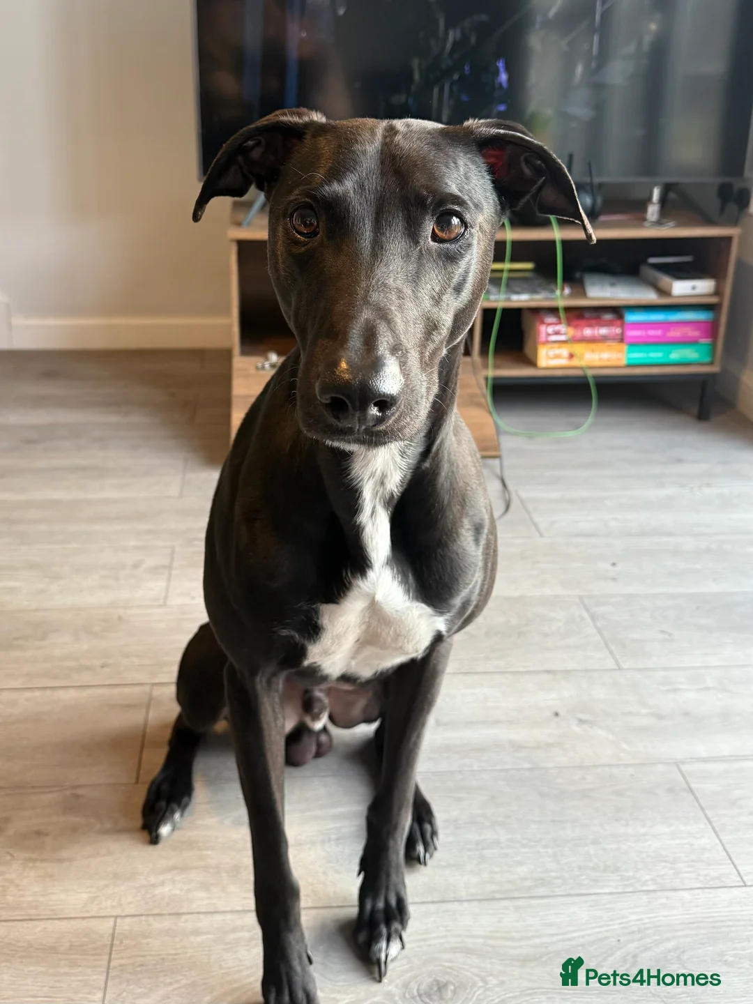 Mixed Breed dogs for sale: Bull Greyhounds (Lurchers) - Advert 11