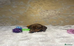 Dachshund dogs for sale: Dachshund Miniature  - Image 11