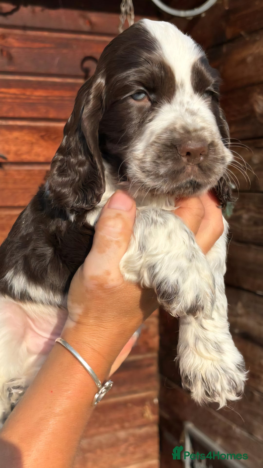 Cocker Spaniel dogs for sale: Show type cocker spaniel puppies  - Image 4