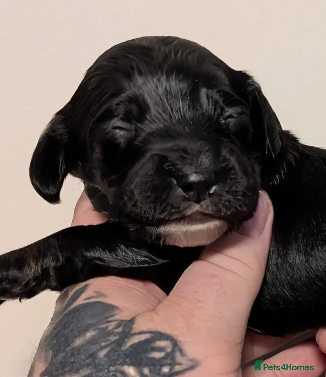 Cockapoo dogs for sale: Gorgeous cockapoo puppies  - Advert 4