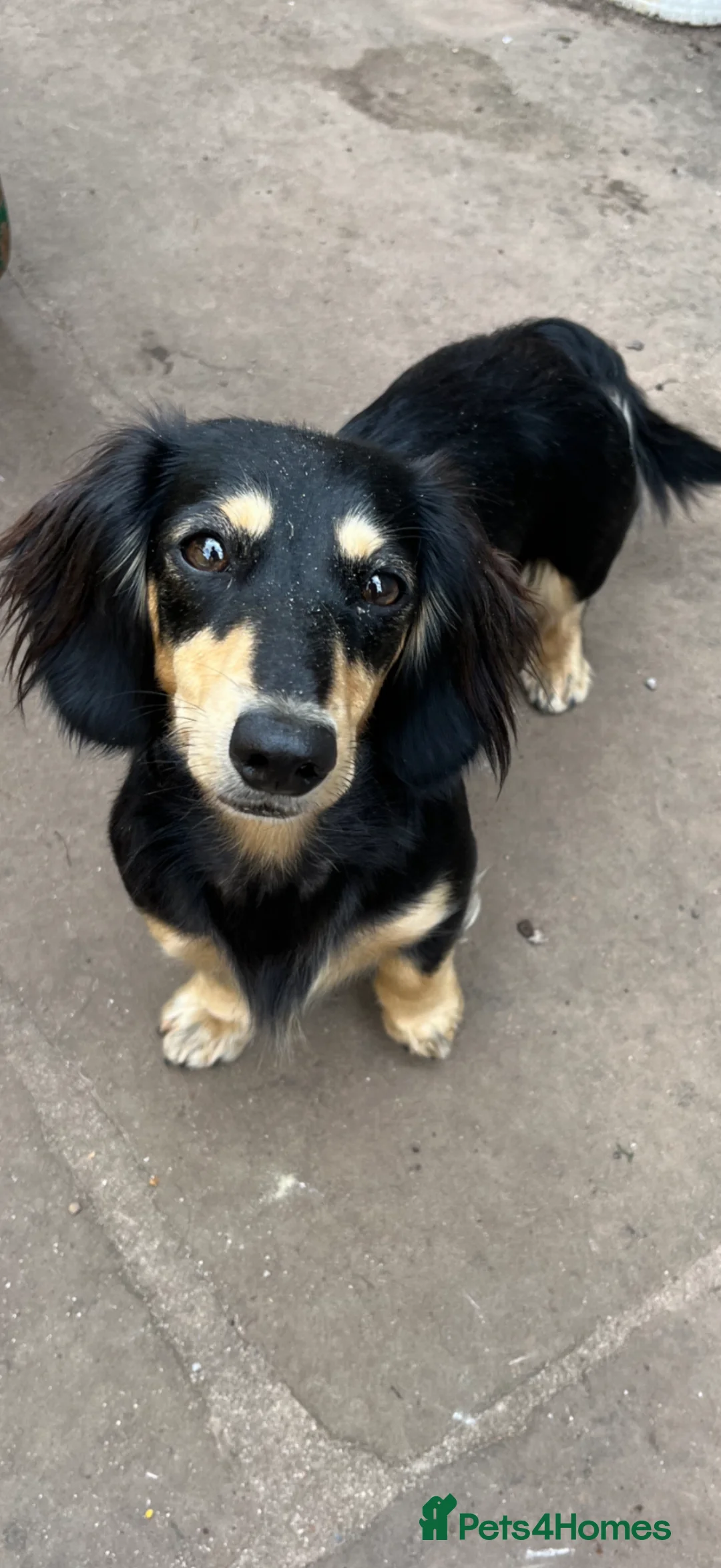 Miniature Dachshund dogs for sale: Beautiful Miniature Cream long haired dachshund!  in Bristol - Advert 16