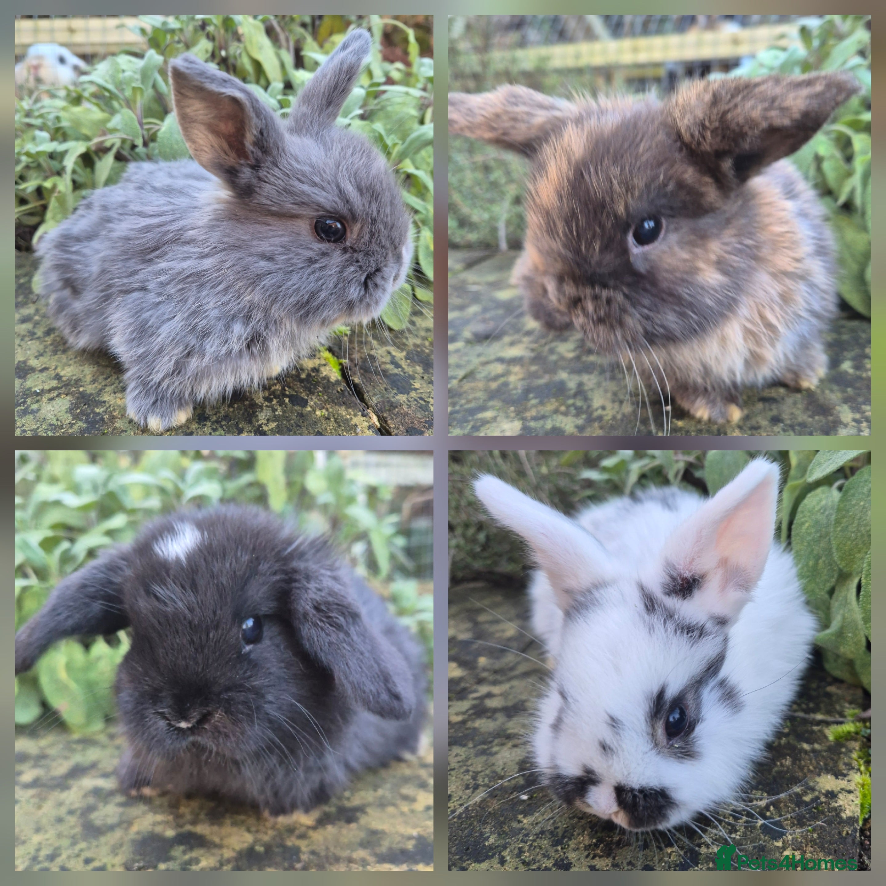 Mini Lop rabbits Mini Lops  - Advert 7