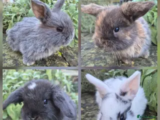 Mini Lop rabbits Mini Lops - Advert 7