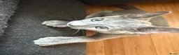 Russian Blue cats for sale: TICA REGISTERED Pure Breed Russian Blue Kittens - Advert 6