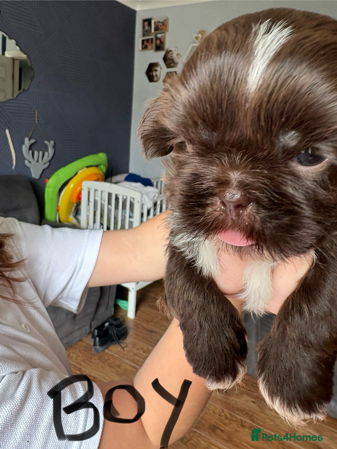 Shih Tzu dogs for sale: Beautiful shih tzu puppies for sale  - Image 6