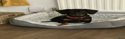 Dachshund dogs for sale: Male standard dachshund - Advert 2