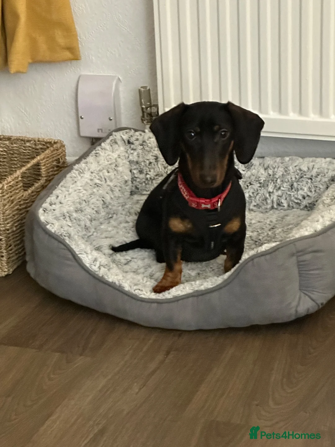 Dachshund dogs for sale: Male standard dachshund - Advert 2