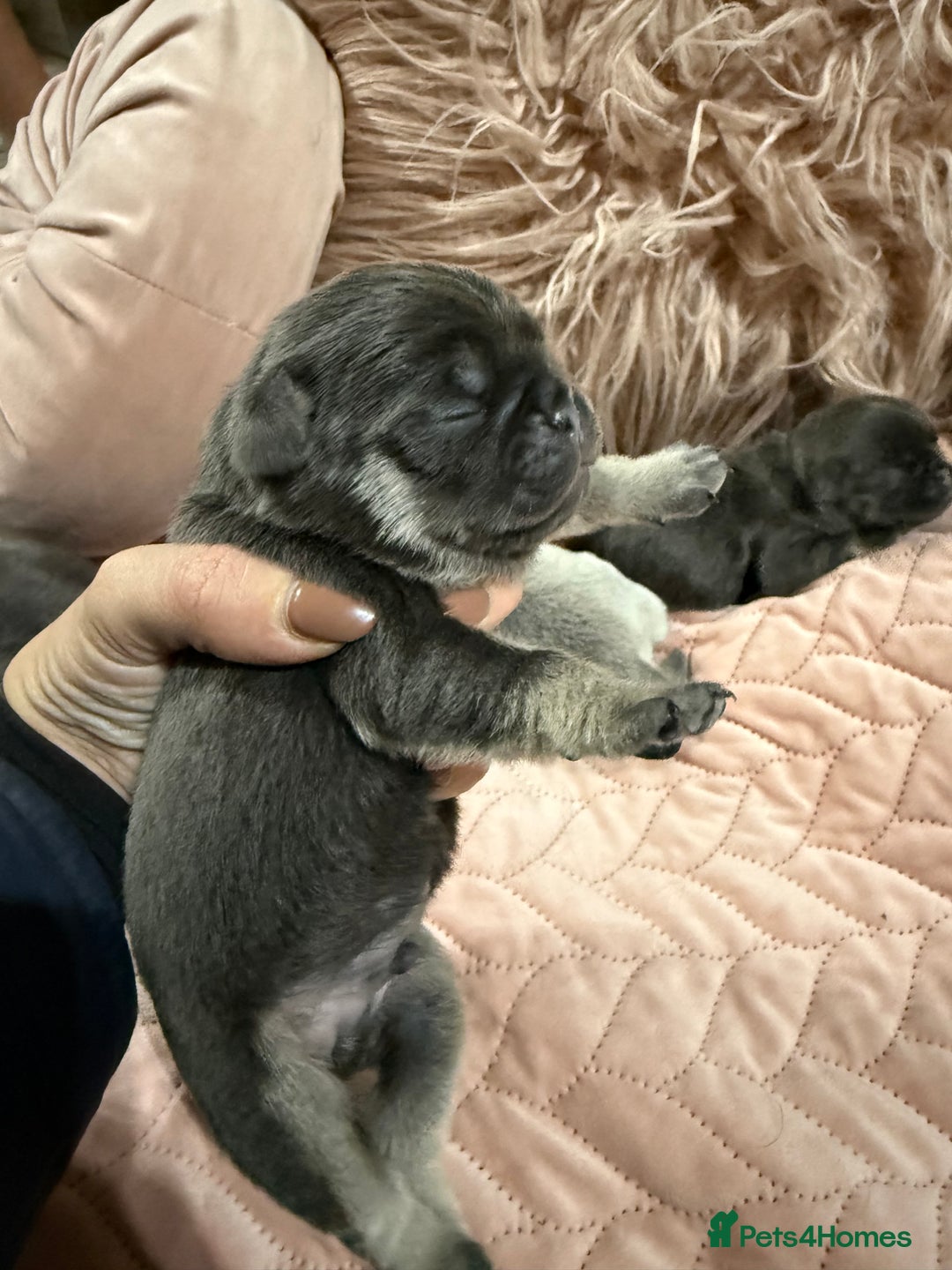 Pug dogs for sale: Rare coloured pug puppies available  - Advert 8