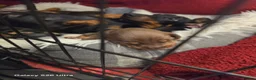 Dachshund dogs for sale: Dachshund in Aberdare - Advert 2