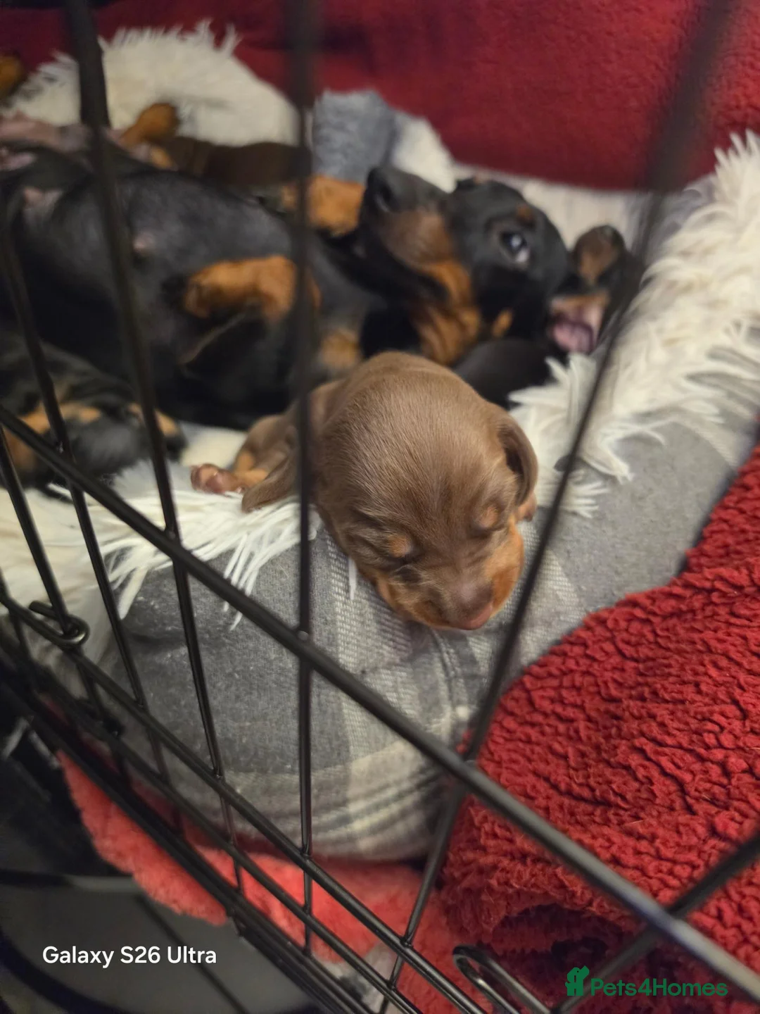 Dachshund dogs for sale: Dachshund in Aberdare - Advert 2