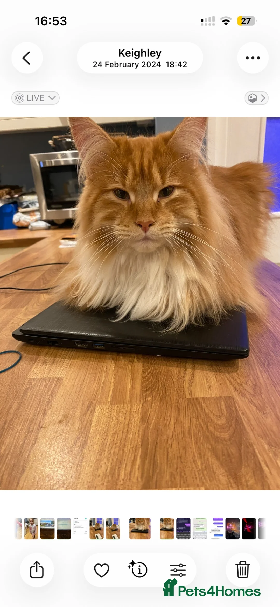 Maine Coon cats for sale: Beautiful Ginger with White Boy - Advert 1