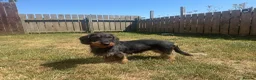 Dachshund dogs for sale: Kc registered Teckel Bitch  - Advert 1