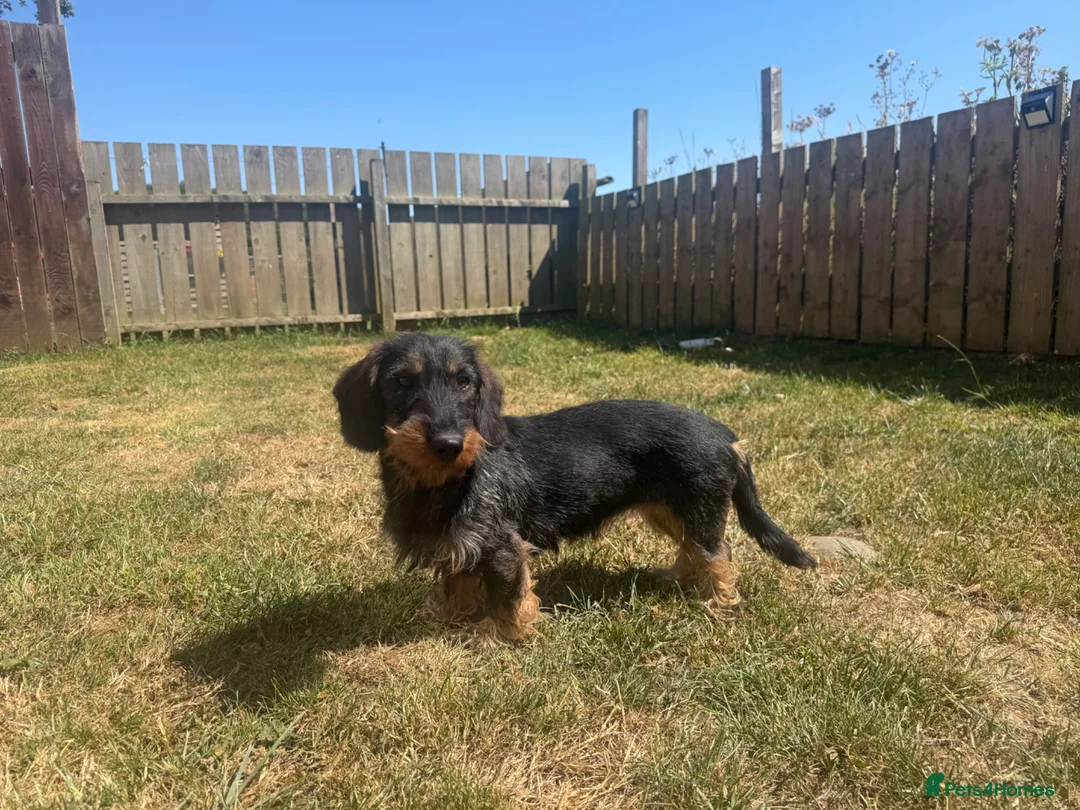 Dachshund dogs for sale: Kc registered Teckel Bitch  - Advert 1