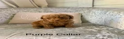 Toy Poodle dogs for sale: 🐩Outstanding Toy Poodle Puppies – Ready to view🐩 - Advert 39