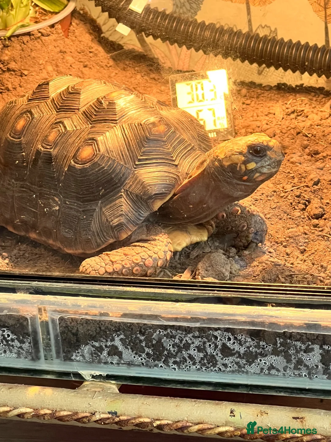 Tortoise reptiles for sale: Male and female redfoot tortoises  - Advert 2