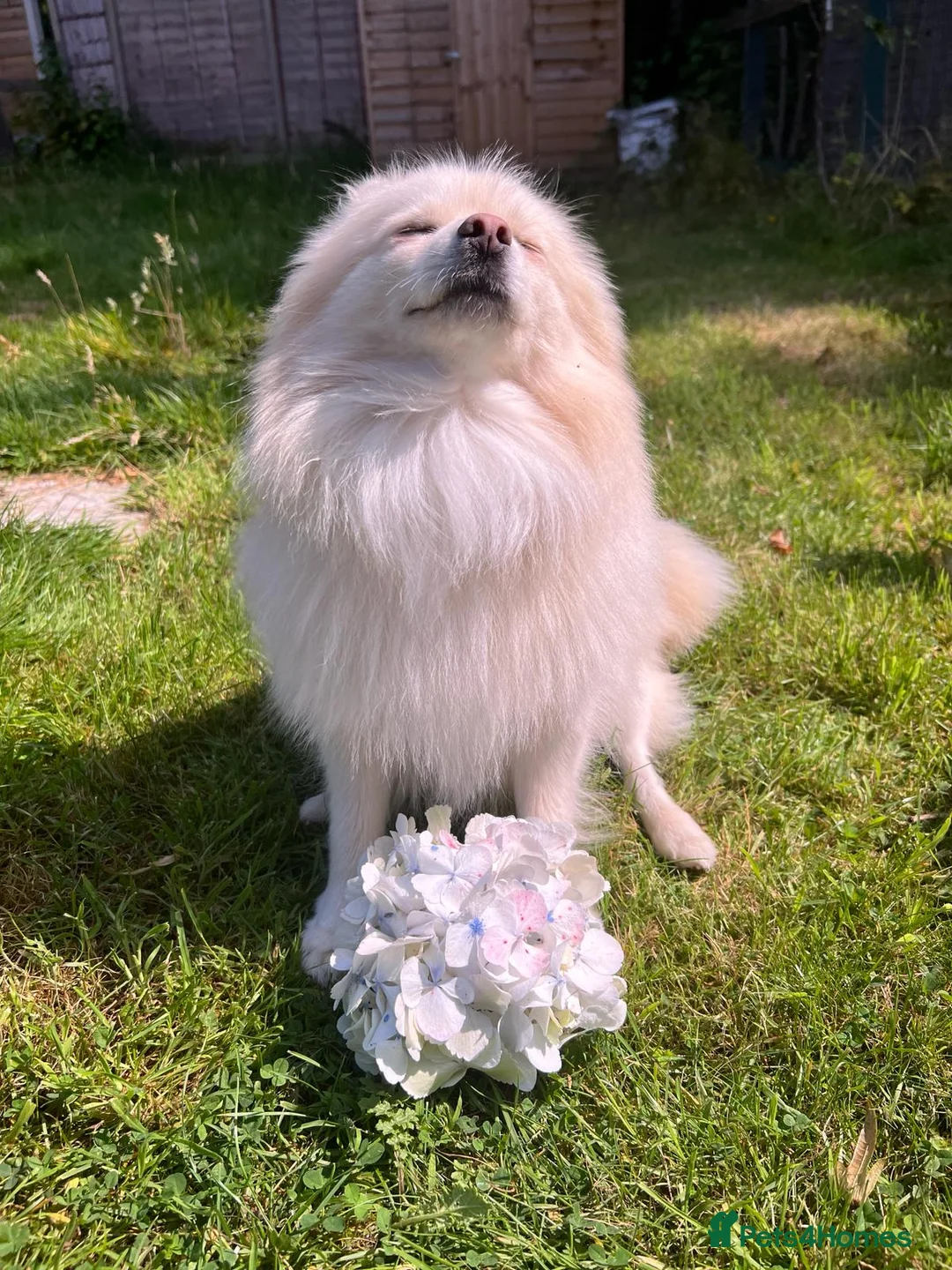 Pomeranian dogs for stud: Pomeranian for stud  - Advert 6