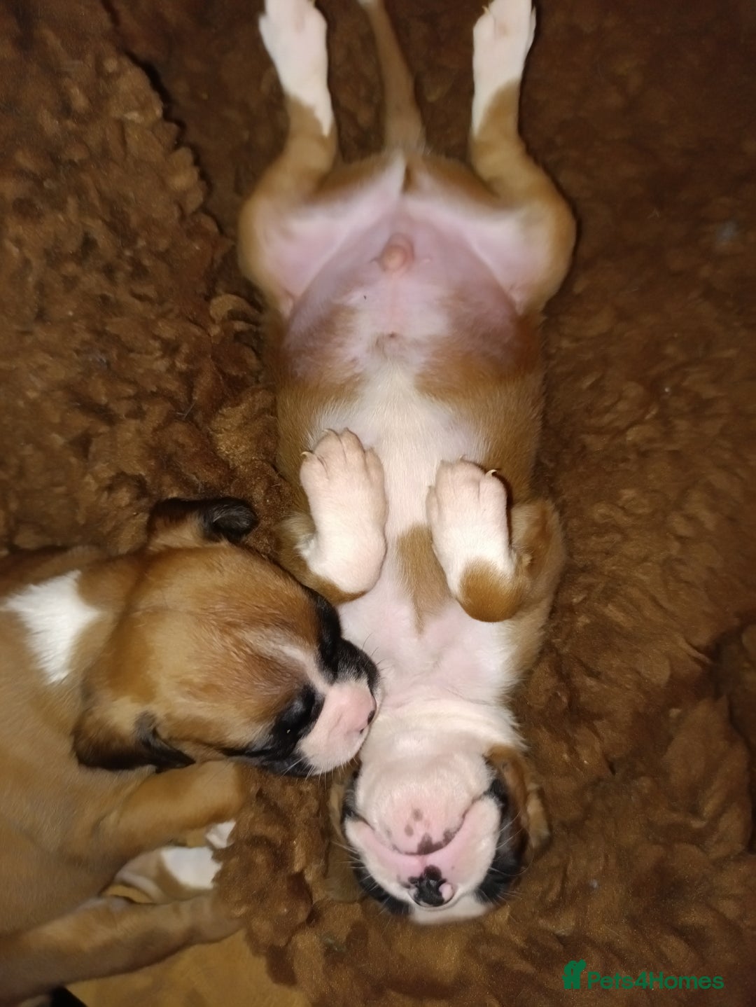 Boxer dogs for sale: Beautiful litter of six - Advert 13