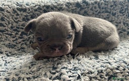 French Bulldog dogs for sale: French bulldog puppies  - Image 12