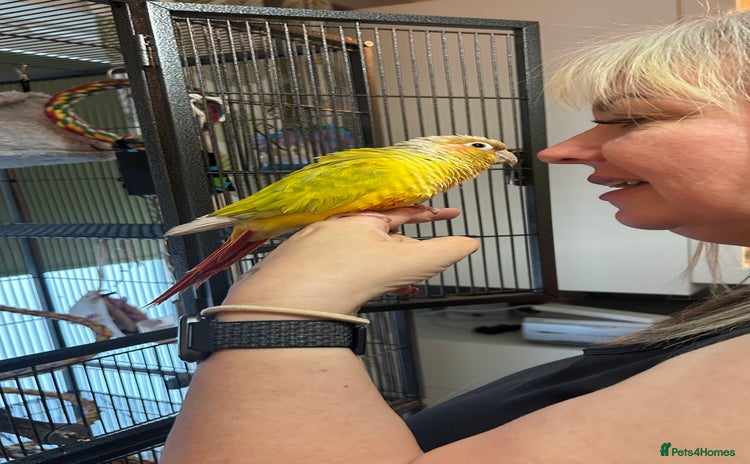 Conures birds - Advert 1