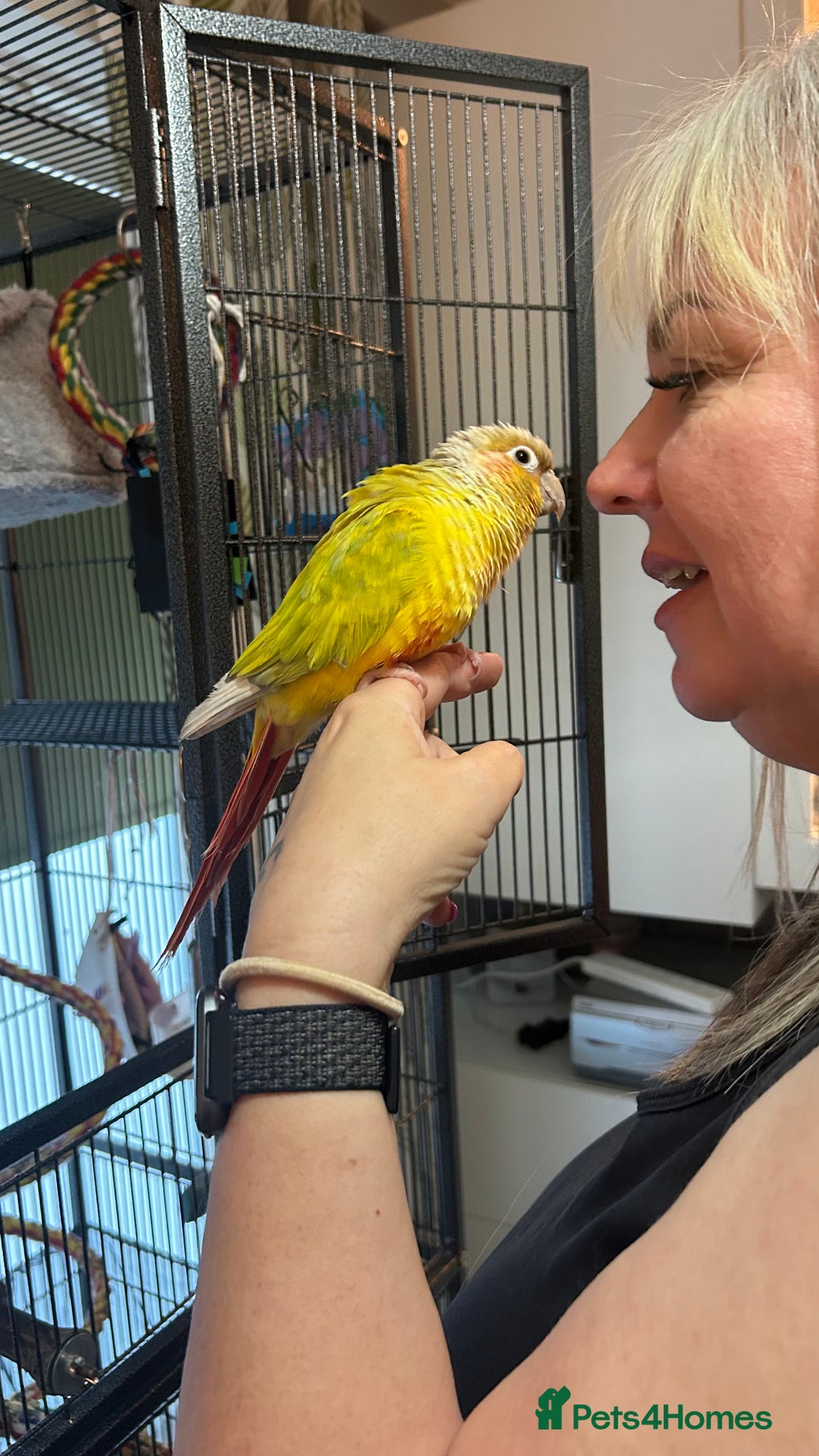 Conures birds for sale: Pineapple Green Cheek Conure - Image 1
