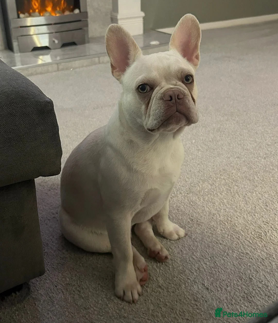 French Bulldog dogs for sale: 2 Year Old Platinum French Bulldog - Advert 6