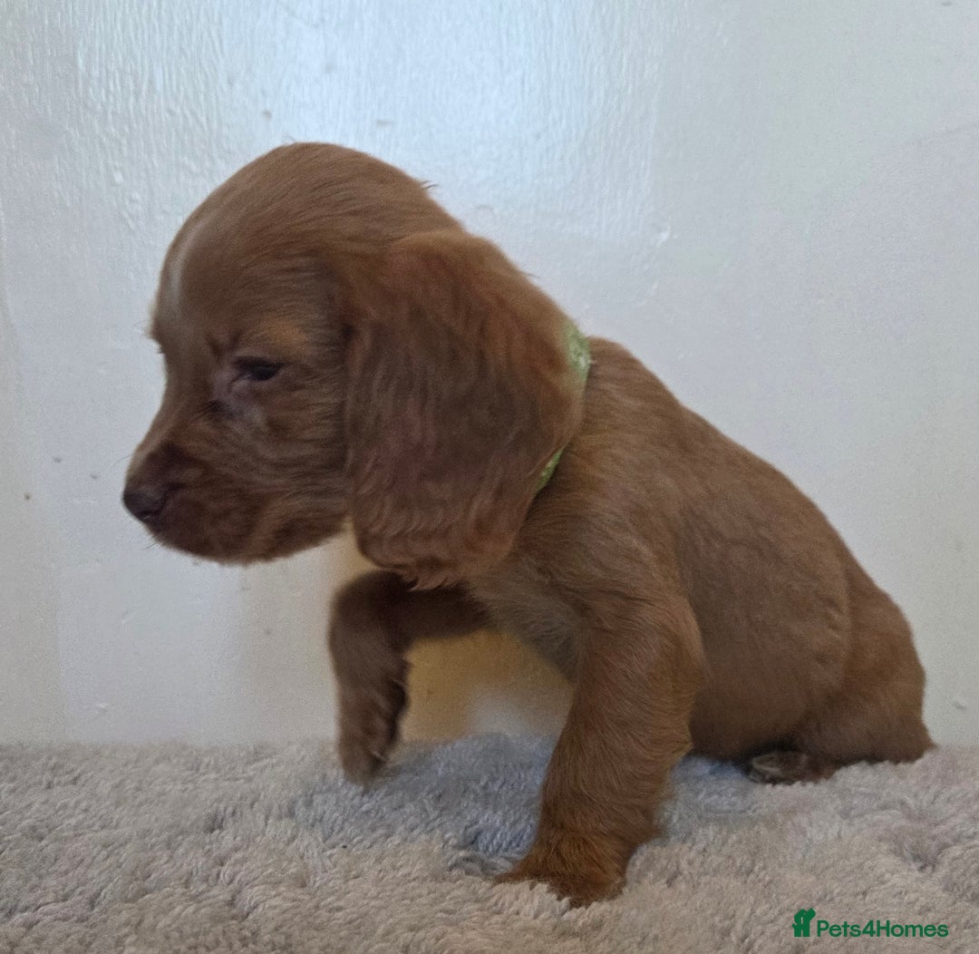 Cocker Spaniel dogs for sale: 6 cocker spaniel pups  - Advert 5