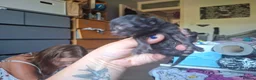 Mixed Breed cats for sale: Black kittens in Guildford - Advert 6