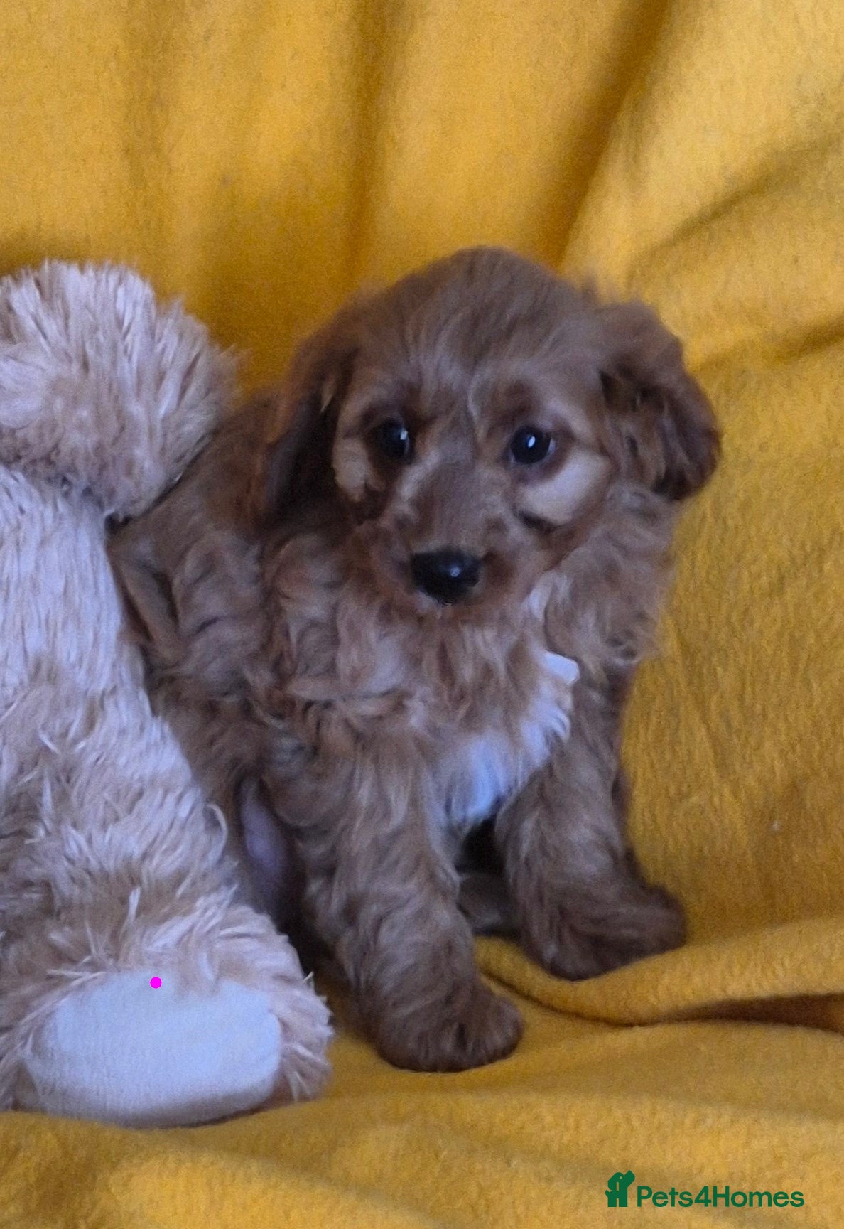 Cavapoo dogs Health checked Cavapoo puppies  - Advert 2