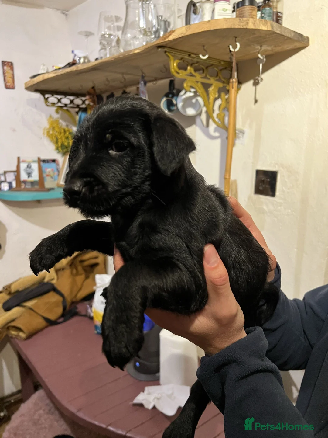 Patterdale Terrier dogs for sale: 3 Patterdale puppies for sale. in Kendal - Advert 2