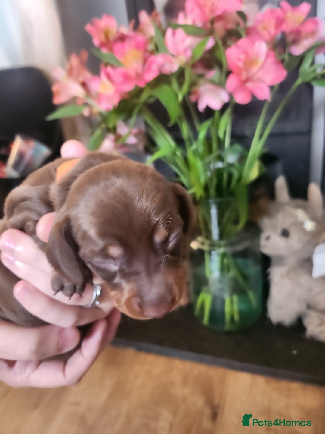 Miniature Dachshund dogs for sale: Chocolate and Tan mini dachshund  - Image 21
