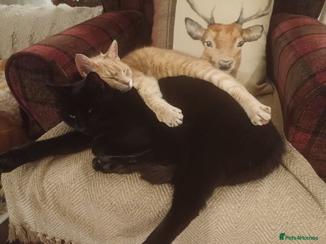 Mixed Breed cats for sale: 6 Lovely and Friendly Cats - Different colours - Advert 38